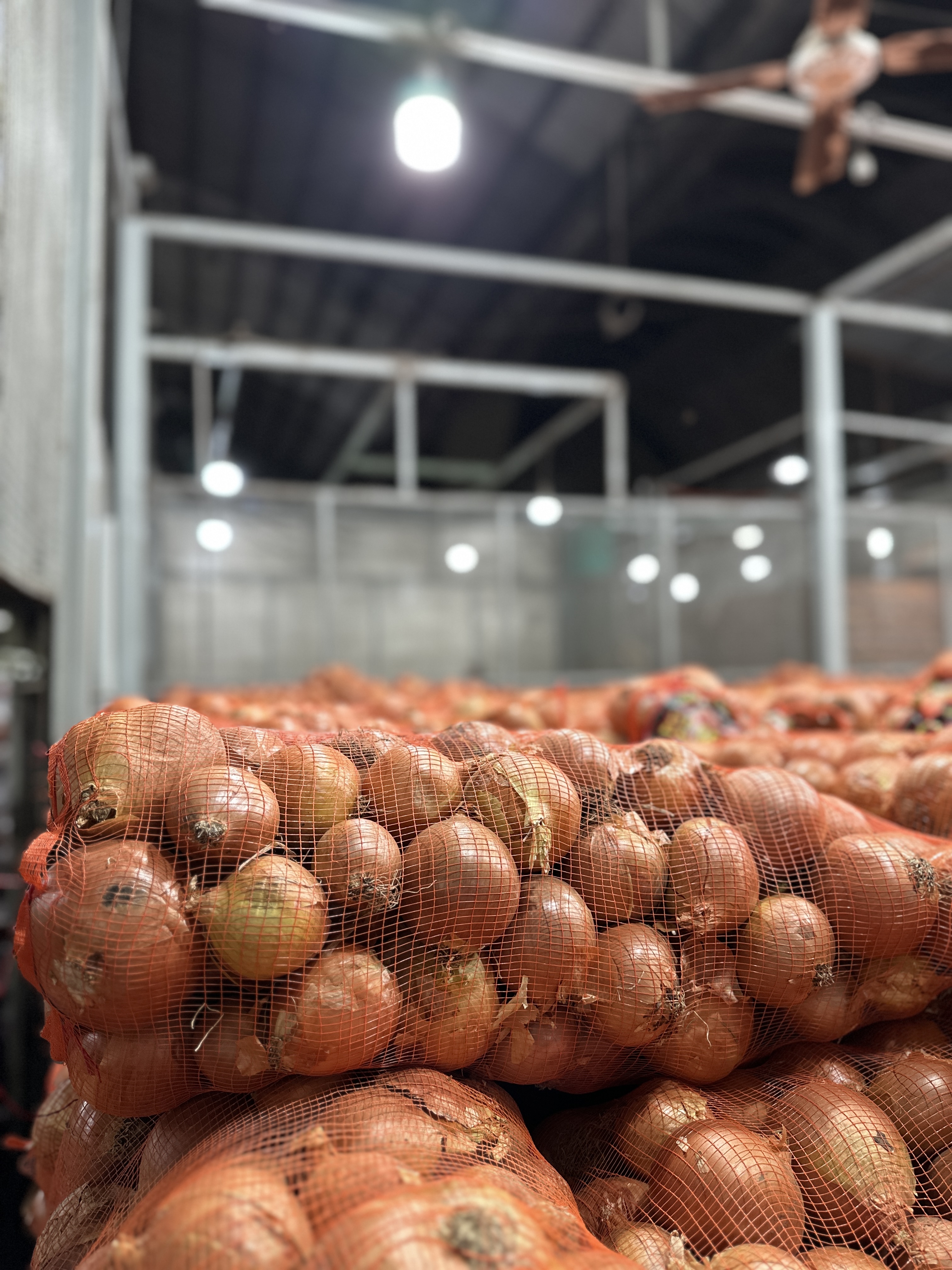 Cebollas frescas Pachi Productores