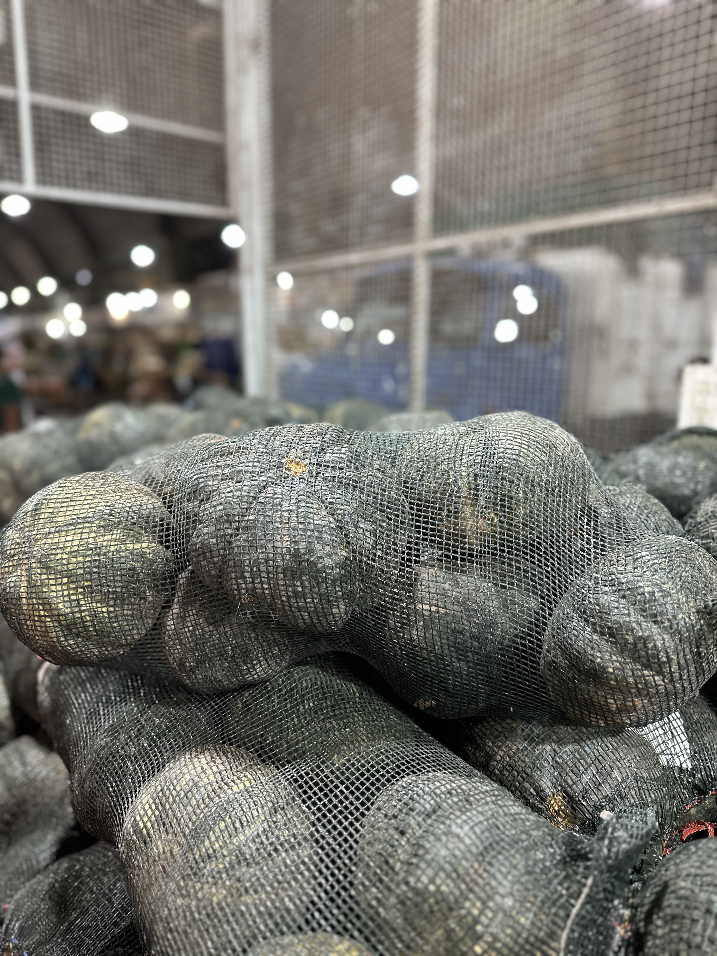 Zapallo cabotia Pachi Productores