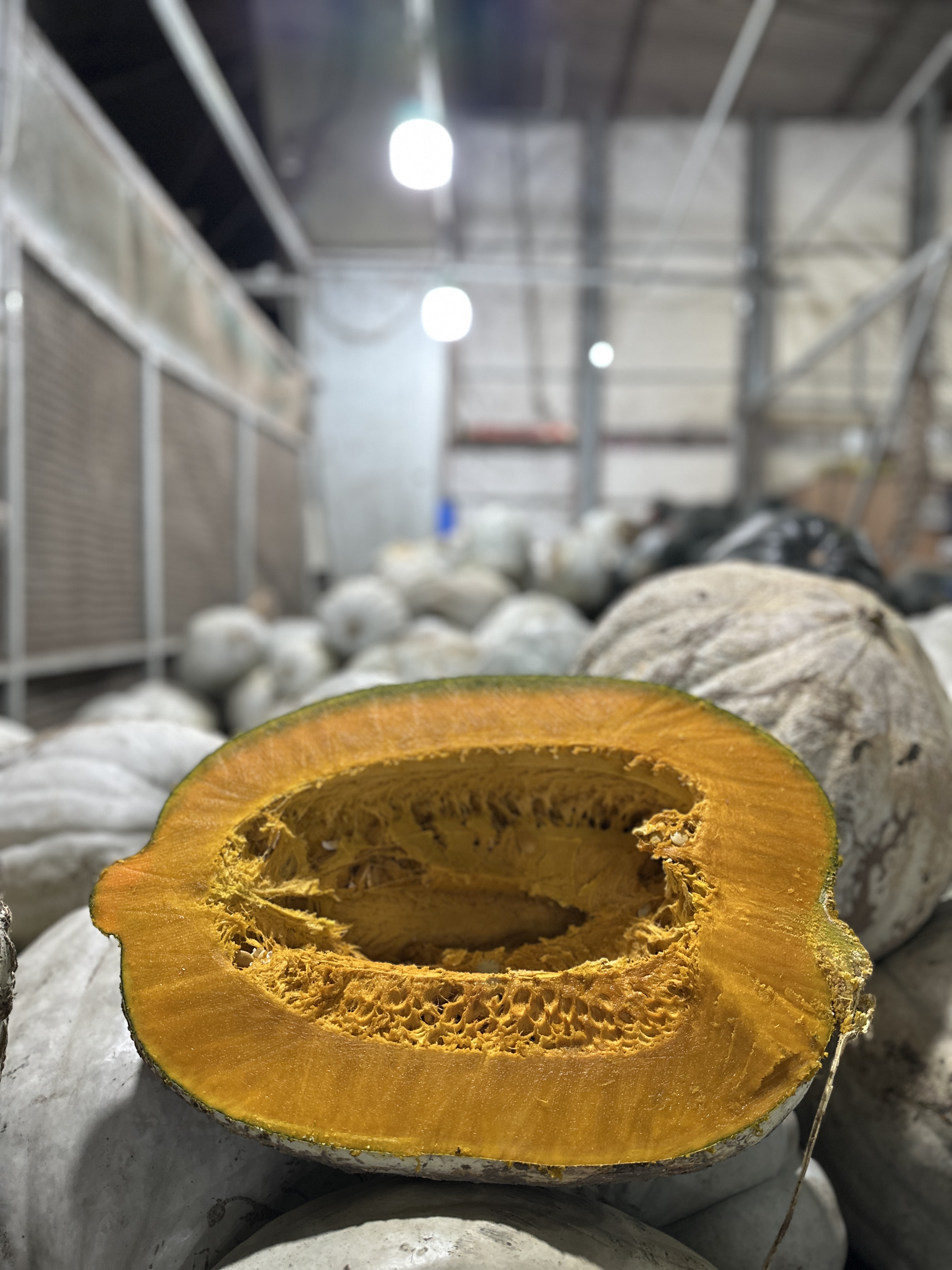 Zapallo plomo Pachi Productores